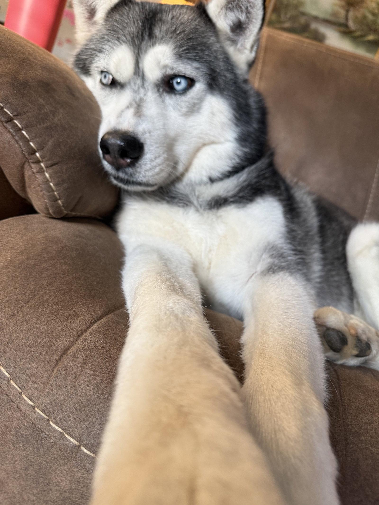 Enlarge Neo, a Adoptable Siberian Husky in Cumming, GA image 3/3