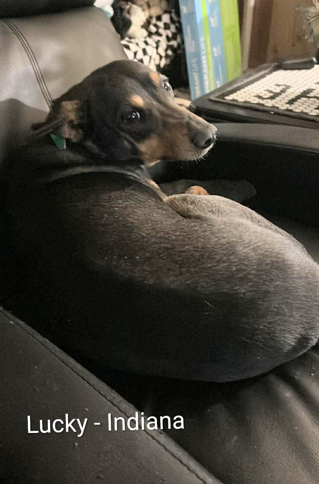 Enlarge Lucky, a Adoptable mixed breed in Granger , IN image 1/4