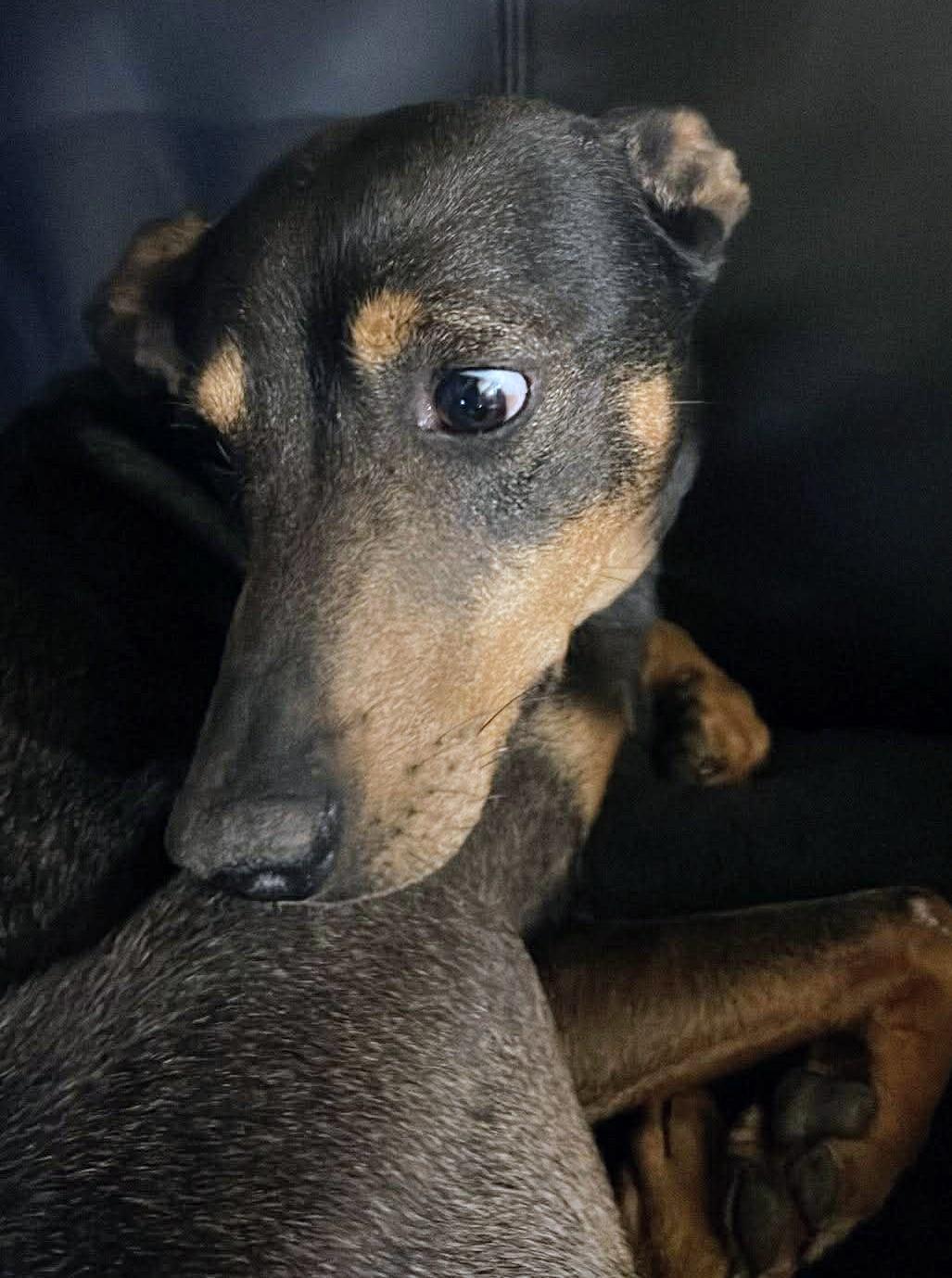 Enlarge Lucky, a Adoptable mixed breed in Granger , IN image 2/4