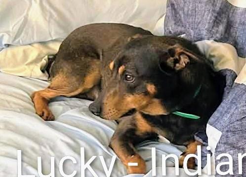 Enlarge Lucky, a Adoptable mixed breed in Granger , IN image 3/4