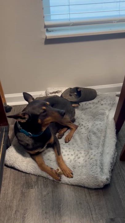 Enlarge Lucky, a Adoptable mixed breed in Granger , IN video 4/4