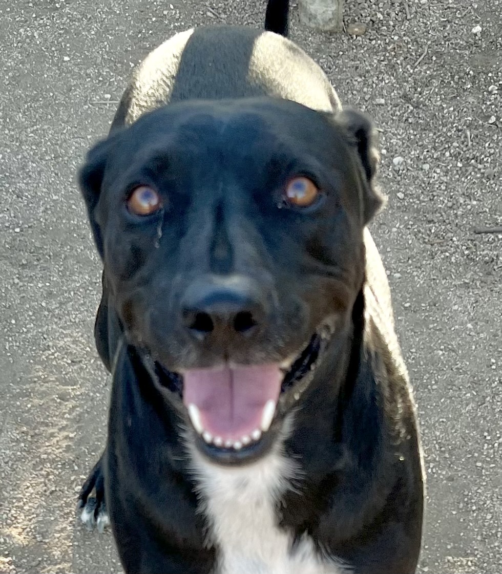 Rocky, a Adoptable mixed breed in Lancaster, CA image 3/6