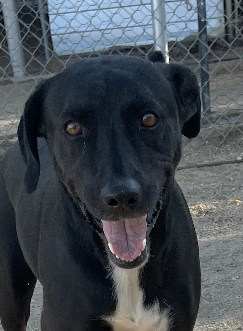 Rocky, a Adoptable mixed breed in Lancaster, CA image 2/6