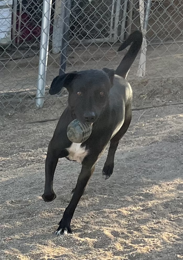 Rocky, a Adoptable mixed breed in Lancaster, CA image 4/6