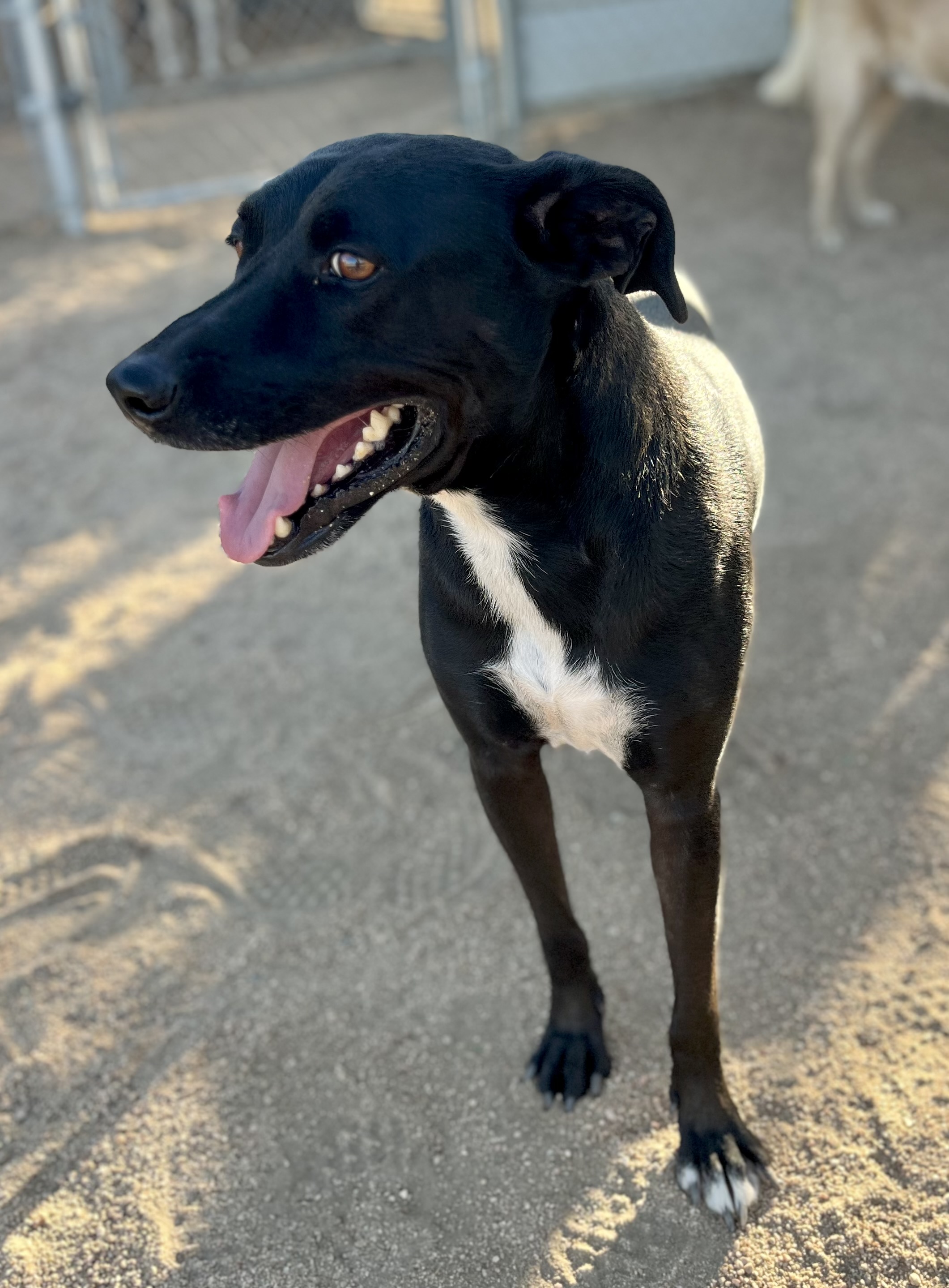 Rocky, Adoptable, Adult Male Labrador Retriever.