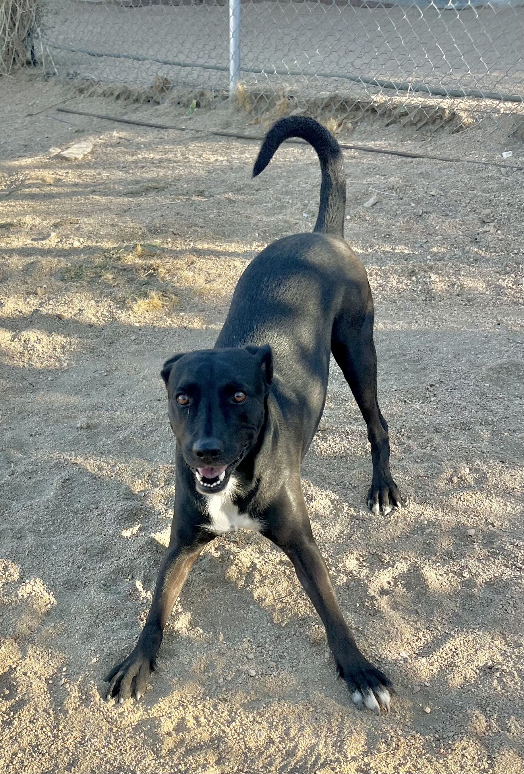 Rocky, a Adoptable mixed breed in Lancaster, CA image 6/6
