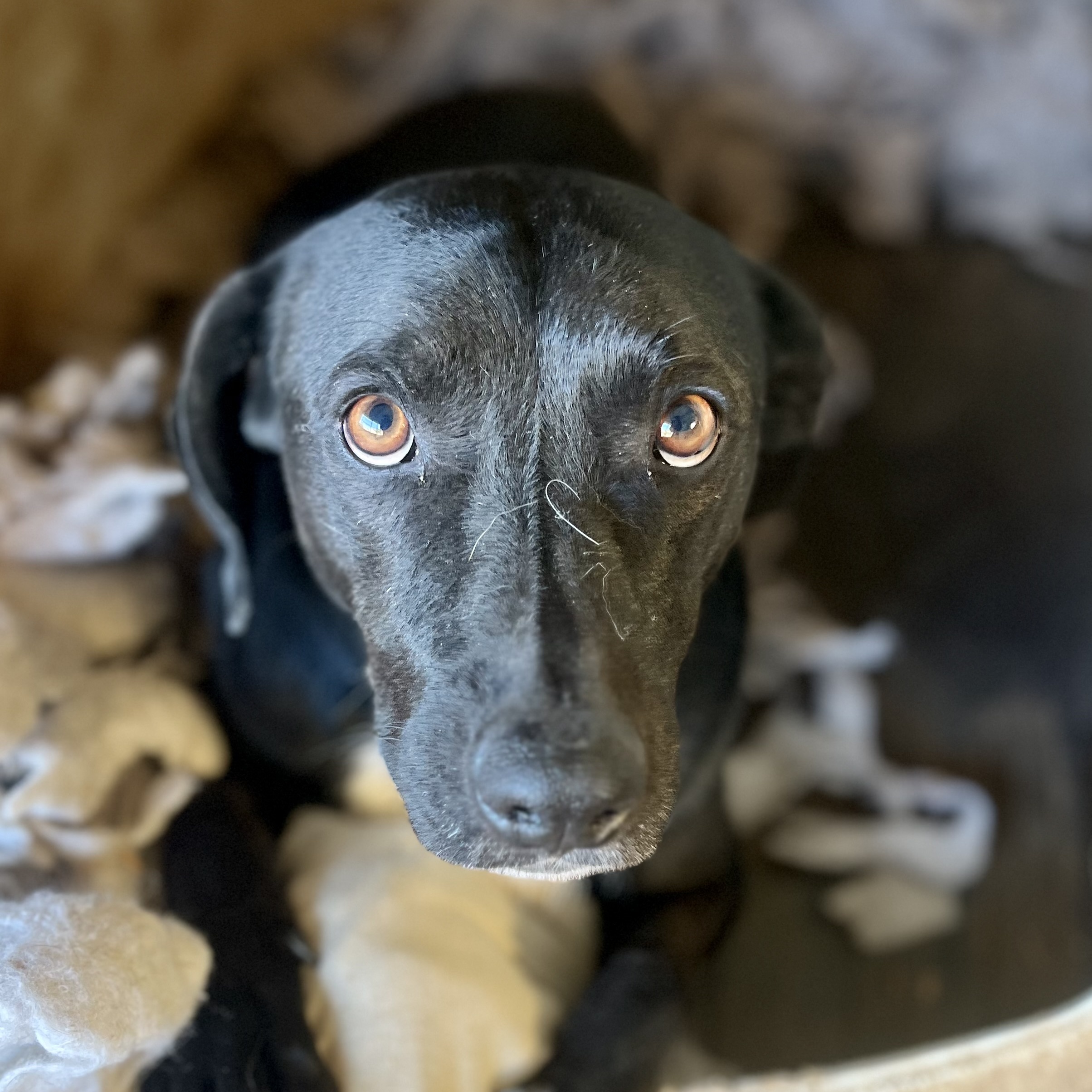 Rocky, a Adoptable mixed breed in Lancaster, CA image 1/6