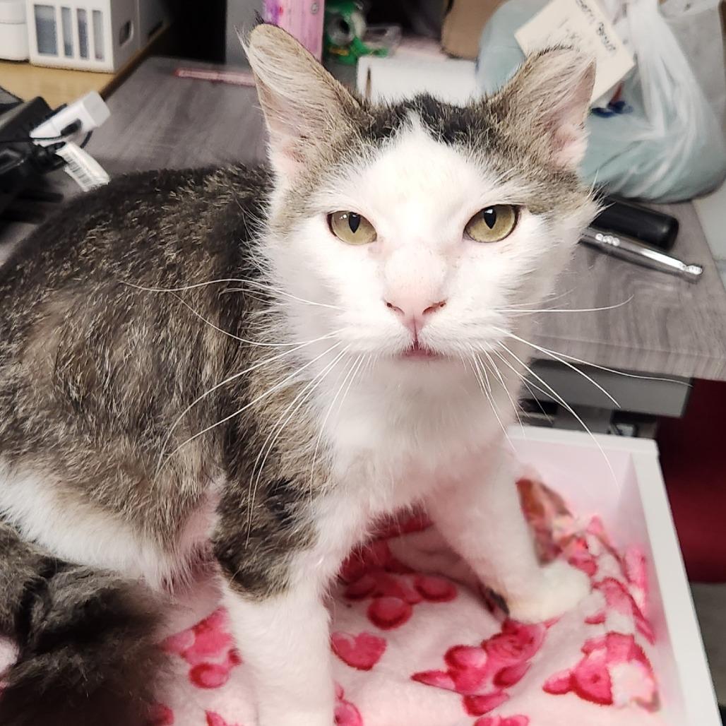 Barney, Adoptable, Adult Male Domestic Medium Hair.