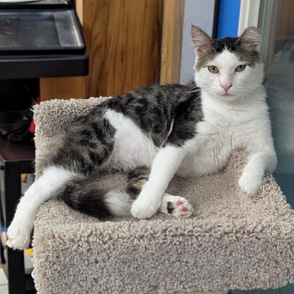 Enlarge Barney, a Adoptable Domestic Medium Hair in Brighton, MO image 2/6