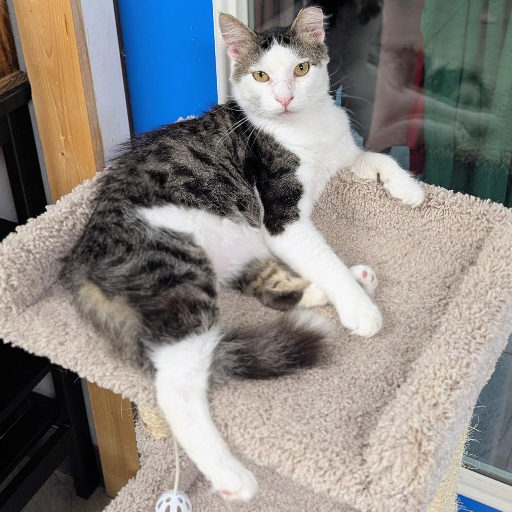 Barney, a Adoptable Domestic Medium Hair in Brighton, MO image 3/6