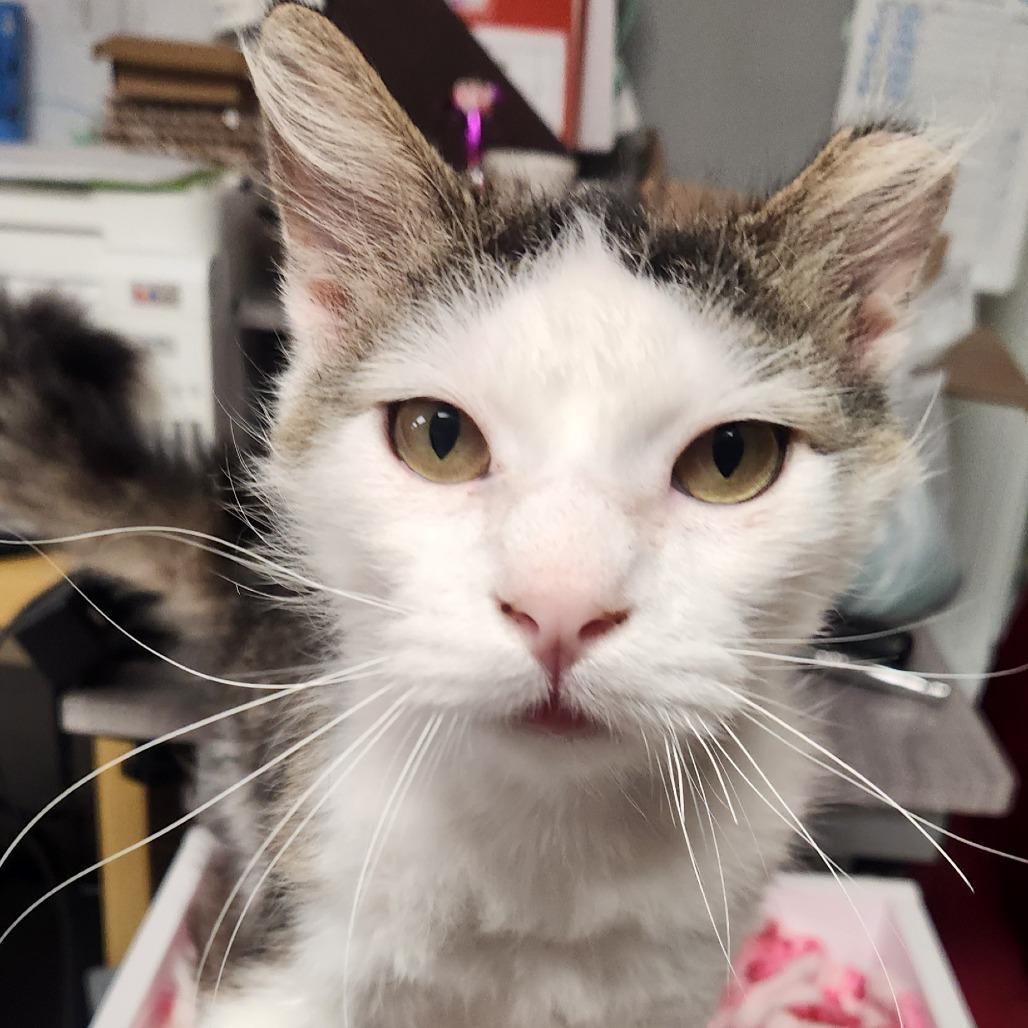 Enlarge Barney, a Adoptable Domestic Medium Hair in Brighton, MO image 3/6