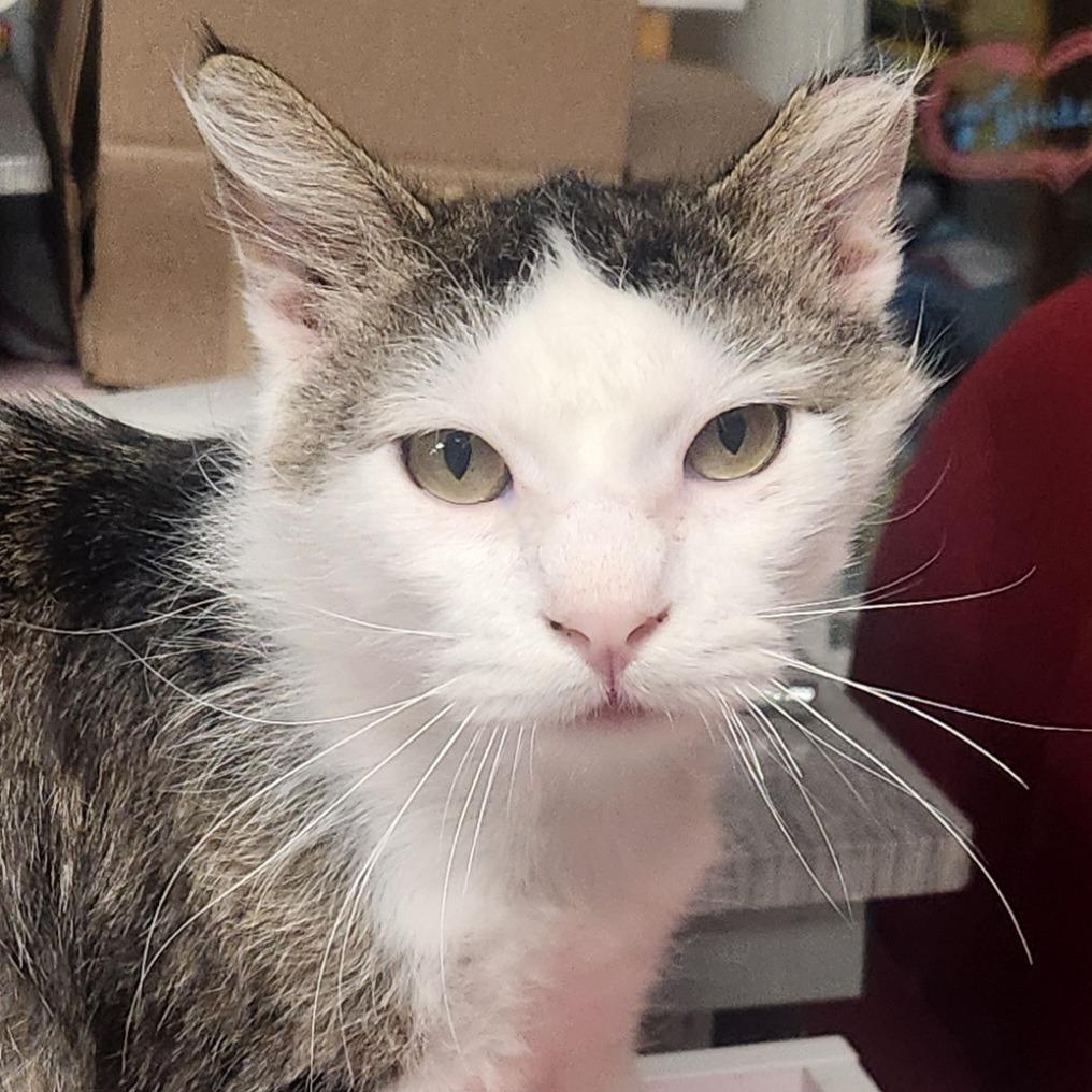 Enlarge Barney, a Adoptable Domestic Medium Hair in Brighton, MO image 4/6