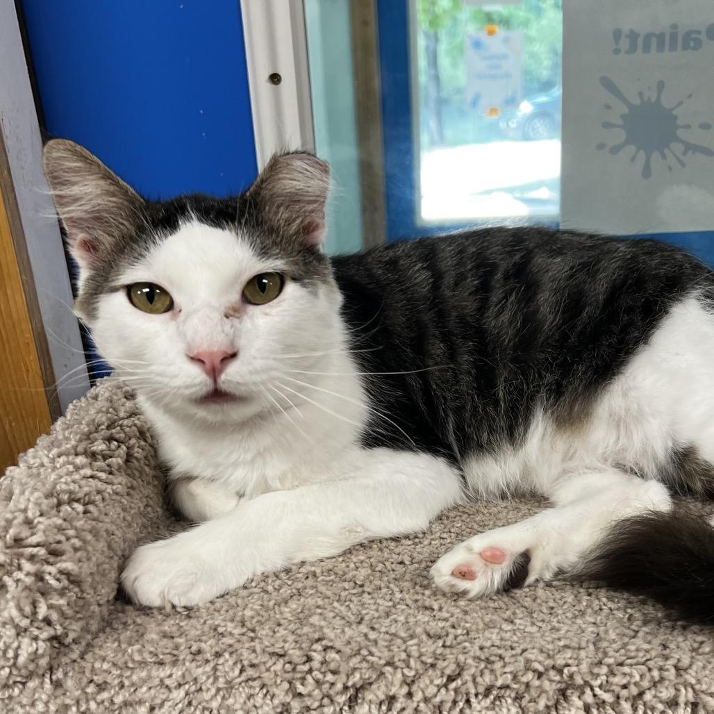 Enlarge Barney, a Adoptable Domestic Medium Hair in Brighton, MO image 5/6