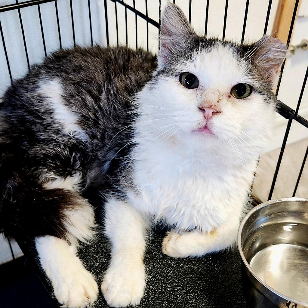 Enlarge Barney, a Adoptable Domestic Medium Hair in Brighton, MO image 6/6