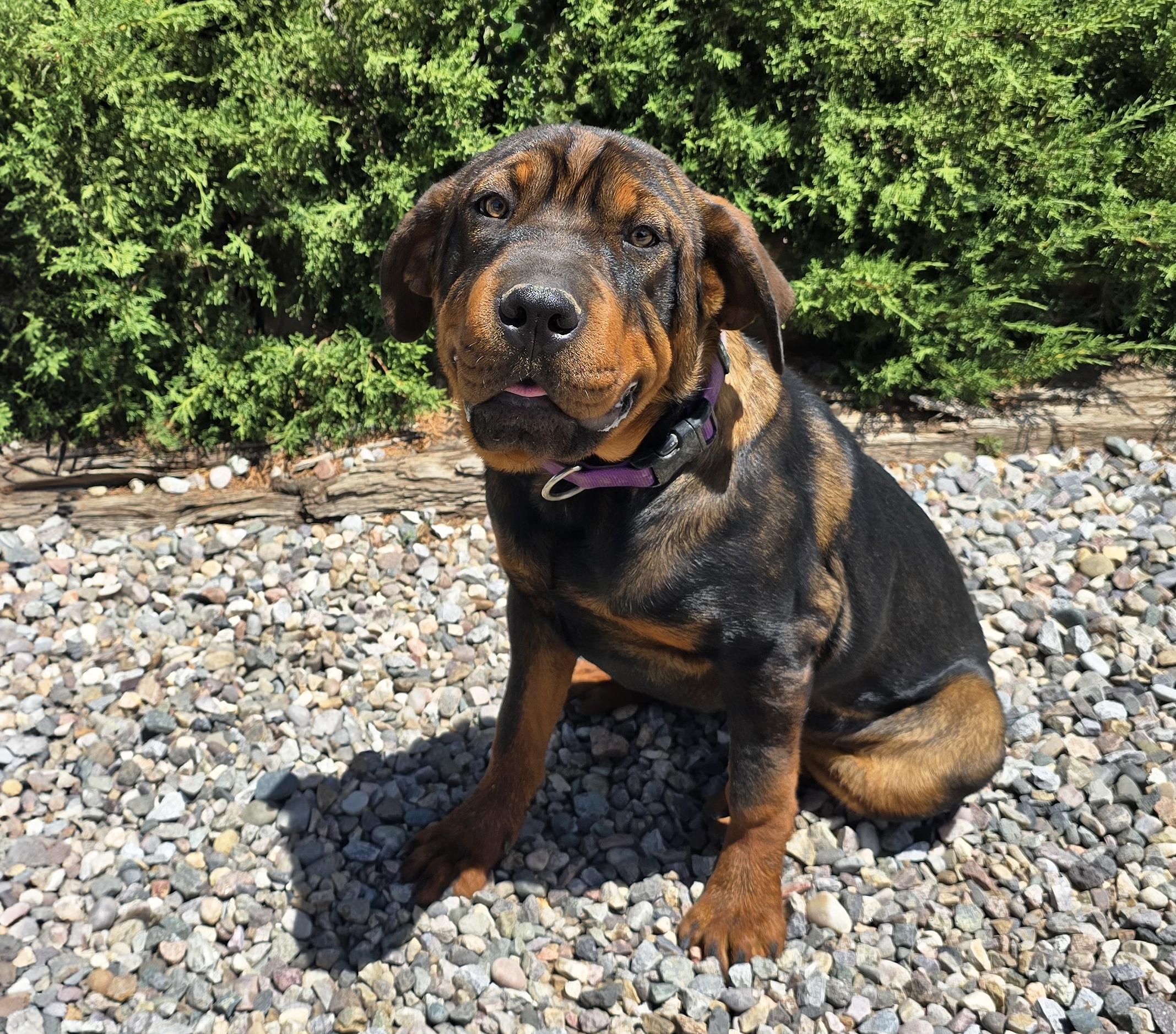 Enlarge Darling Lil Ms Delores - Adorable Rottie Pei Pup, a Adoptable mixed breed in Albuquerque, NM image 2/2