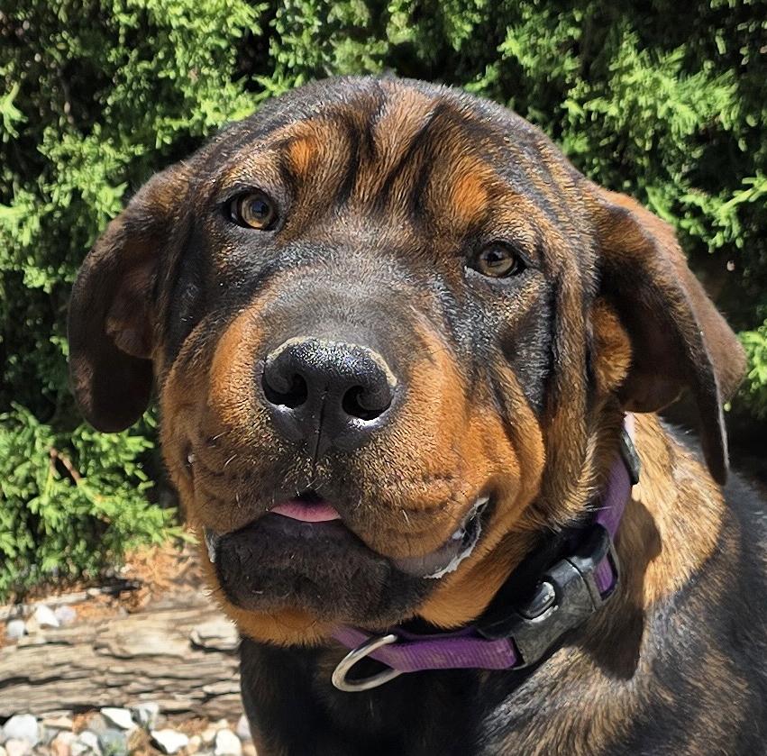 Enlarge Darling Lil Ms Delores - Adorable Rottie Pei Pup, a Adoptable mixed breed in Albuquerque, NM image 1/2