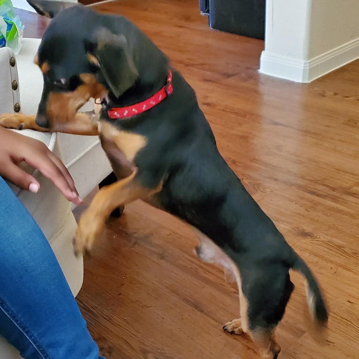 BAILEY & BIANCA (bonded pair) — thumbnail 2