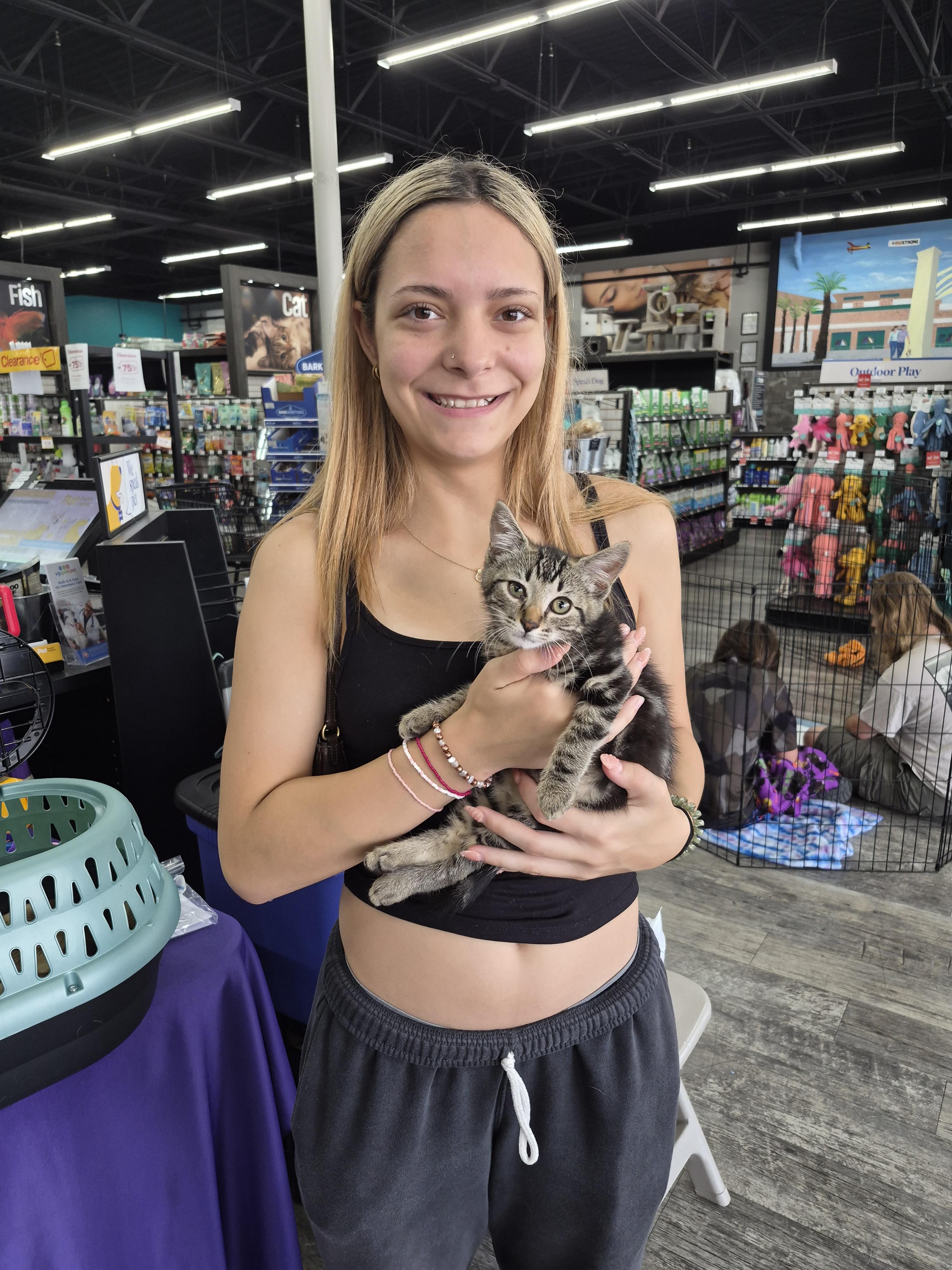 Ebony, Adopted, Young Female American Shorthair.
