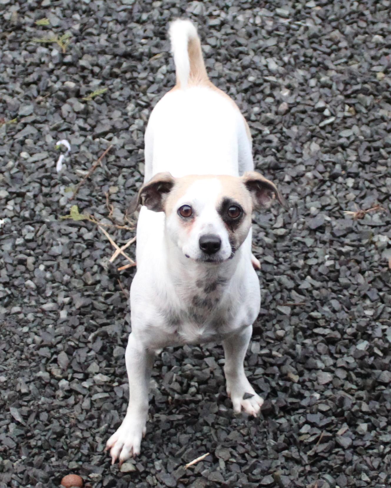 Enlarge Audi (Freeway Mommy), a ADOPTABLE mixed breed in Silvana, WA image 3/5