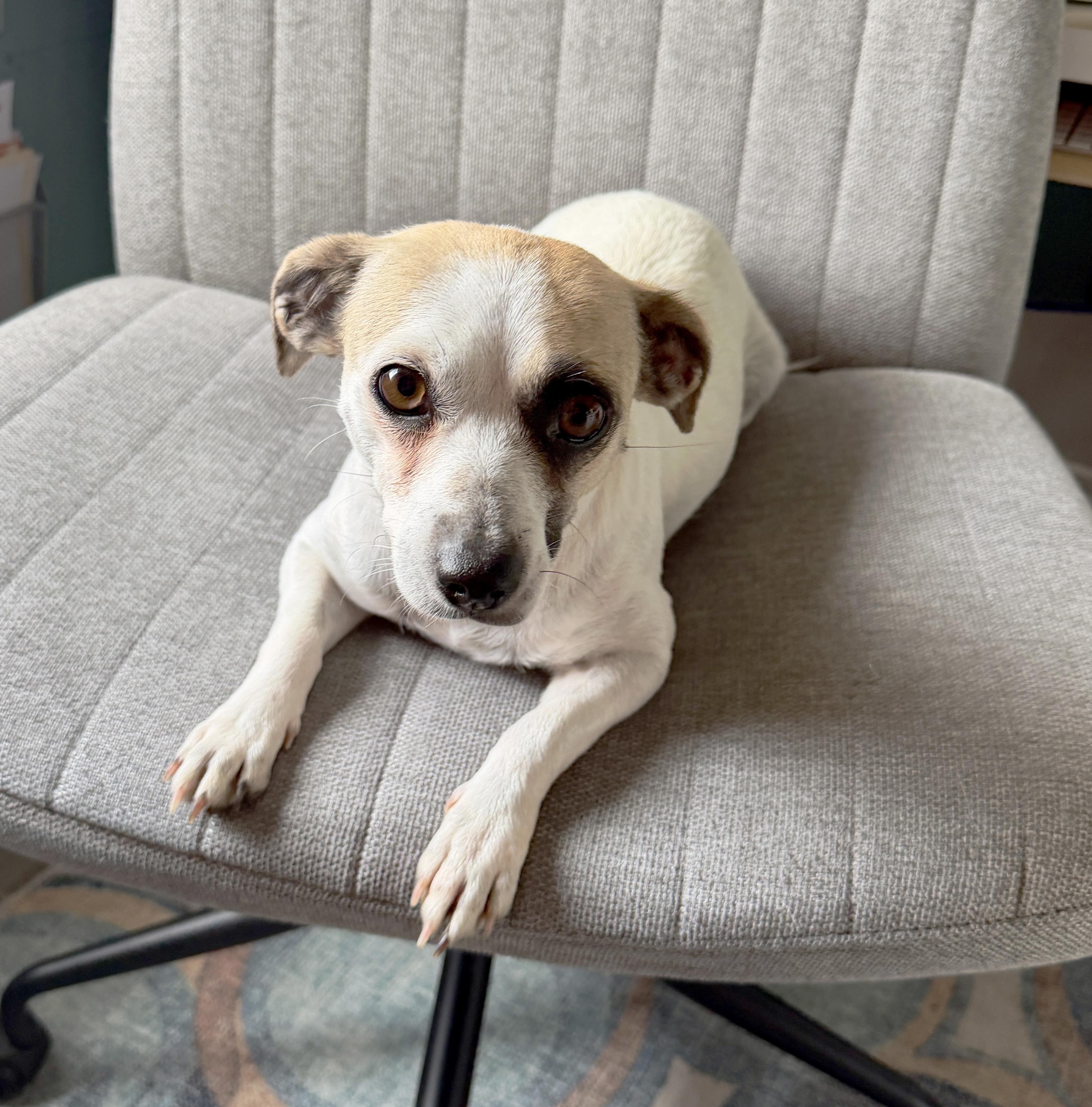 Audi (Freeway Mommy), ADOPTABLE, Adult Female Chihuahua.