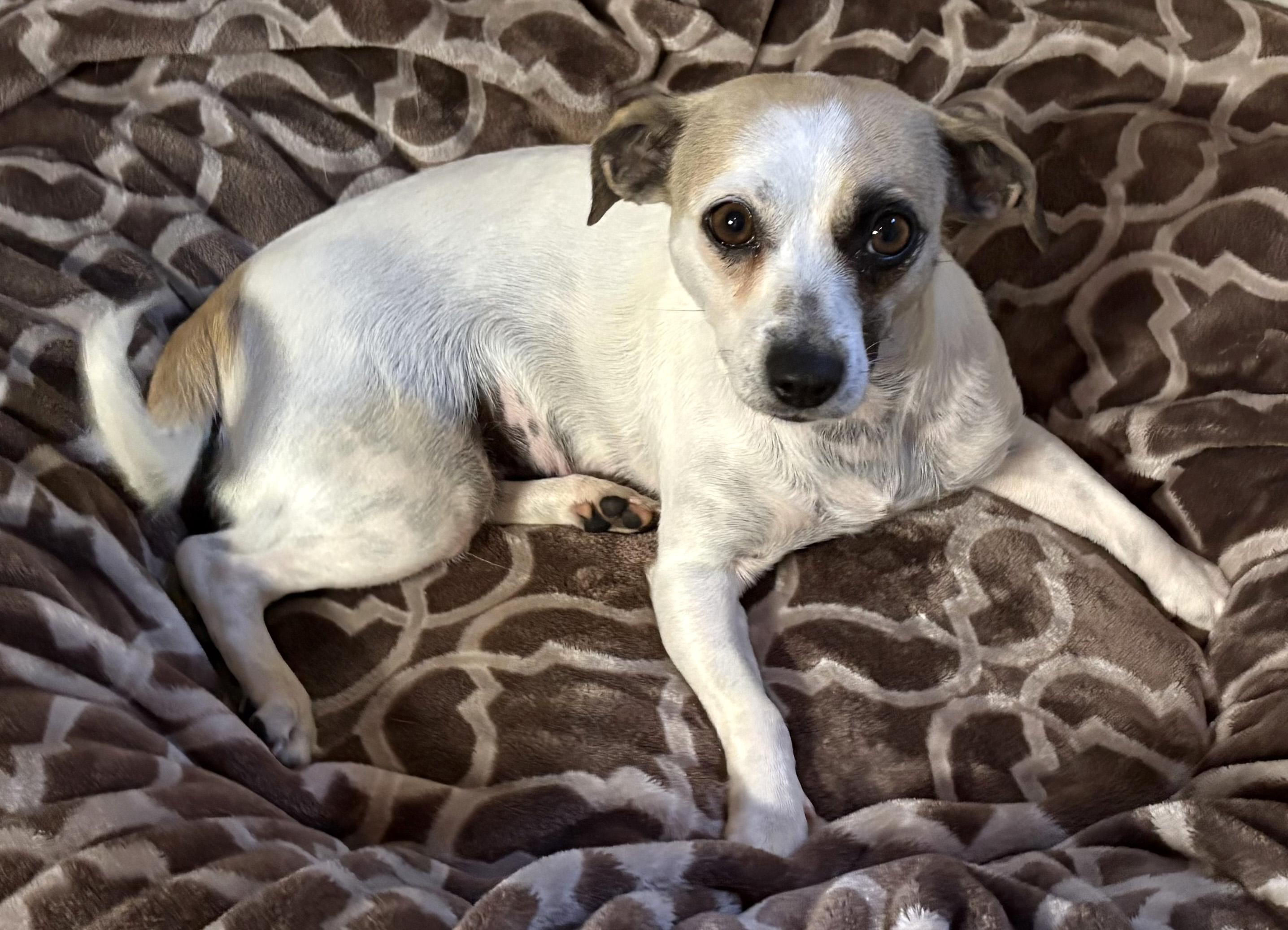Audi (Freeway Mommy), ADOPTABLE, Adult Female Chihuahua.