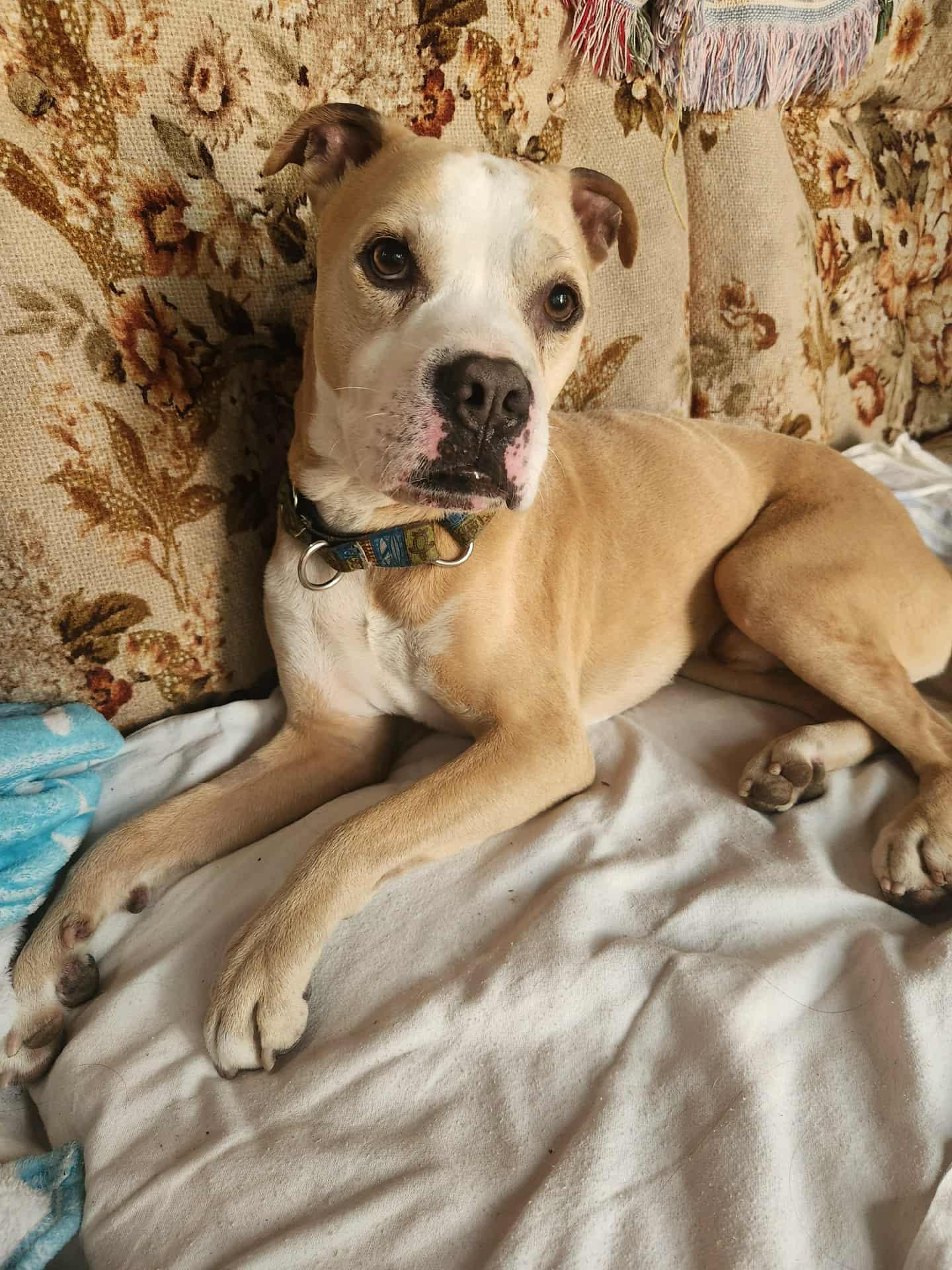 Milo, adopted, Senior Male American Bully.