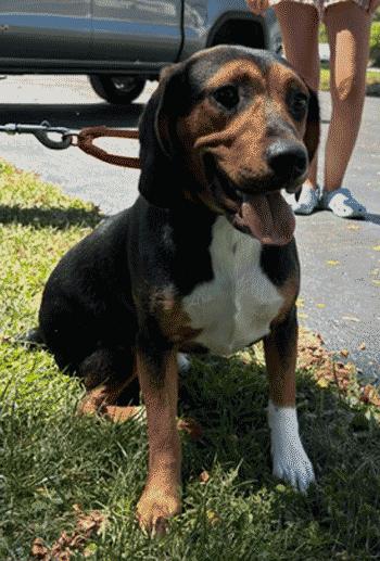 Sherlock, a Adoptable mixed breed in West Decatur, PA image 5/6