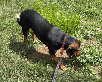 Sherlock, a Adoptable mixed breed in West Decatur, PA image 4/6