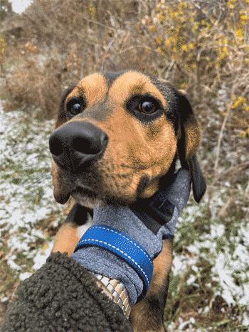 Sherlock, a Adoptable mixed breed in West Decatur, PA image 1/6