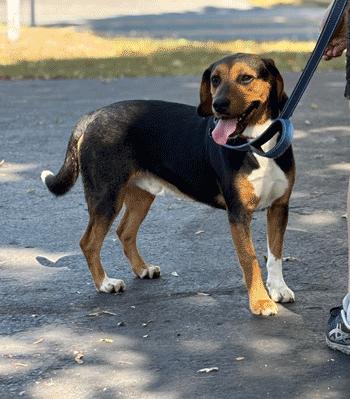 Sherlock, a Adoptable mixed breed in West Decatur, PA image 2/6