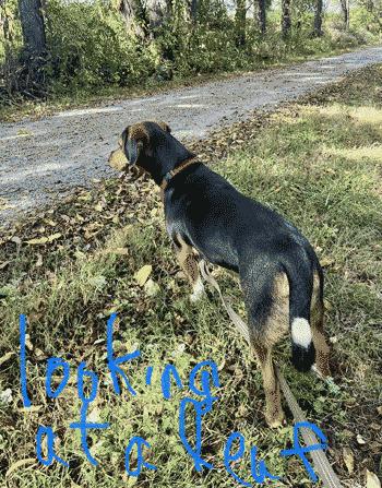 Sherlock, a Adoptable mixed breed in West Decatur, PA image 3/6