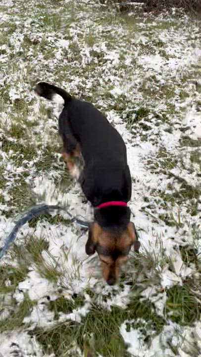 Enlarge Sherlock, a Adoptable mixed breed in West Decatur, PA video 6/6