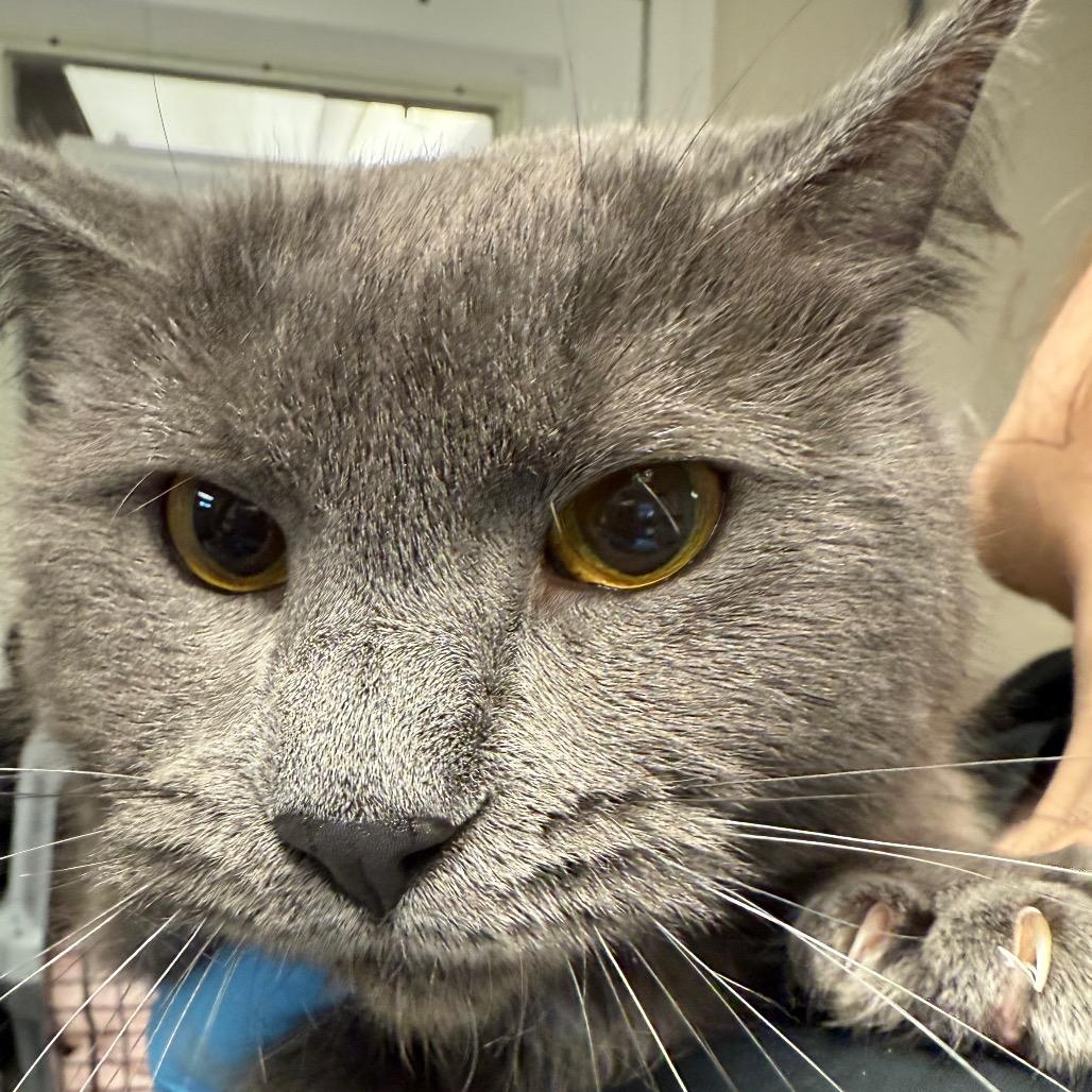 Enlarge Nala, a Adoptable Domestic Long Hair in Ruckersville, VA image 1/2