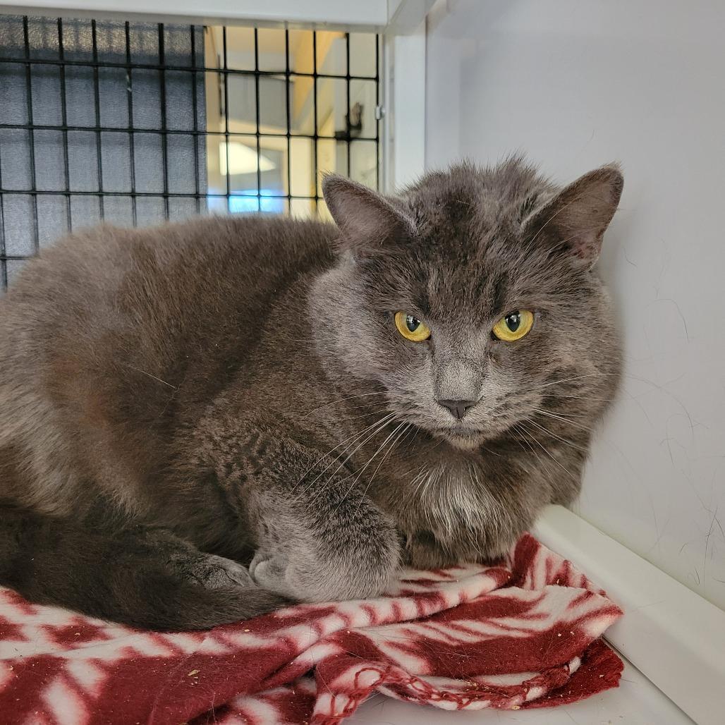 Enlarge Nala, a Adoptable Domestic Long Hair in Ruckersville, VA image 2/2