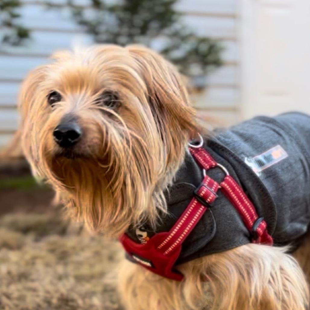 Seven, Adoptable, Senior Male Yorkshire Terrier.