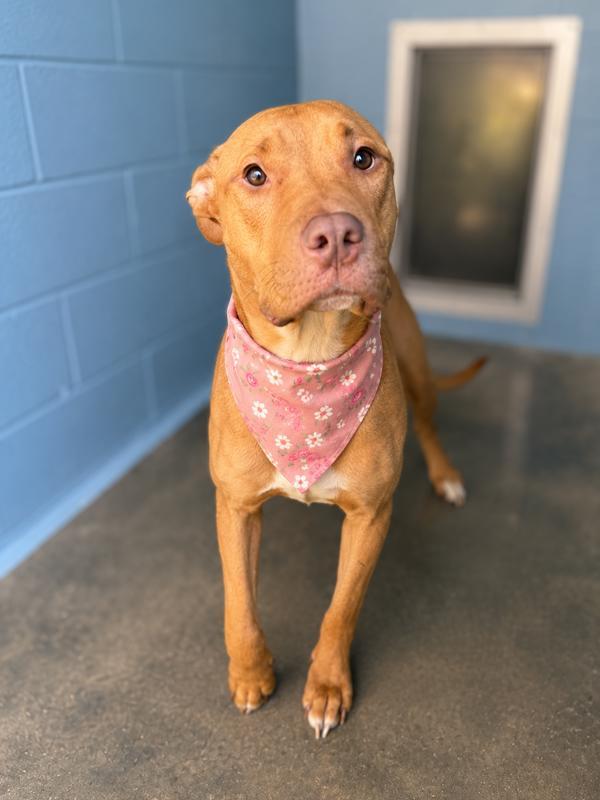 Kylie, Adoptable, Adult Female Labrador Retriever.