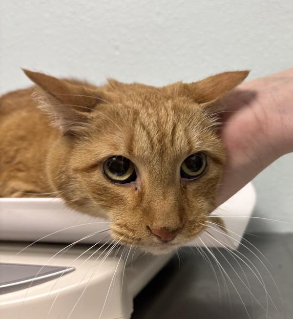 Daisy, Adoptable, Senior Female Domestic Short Hair.