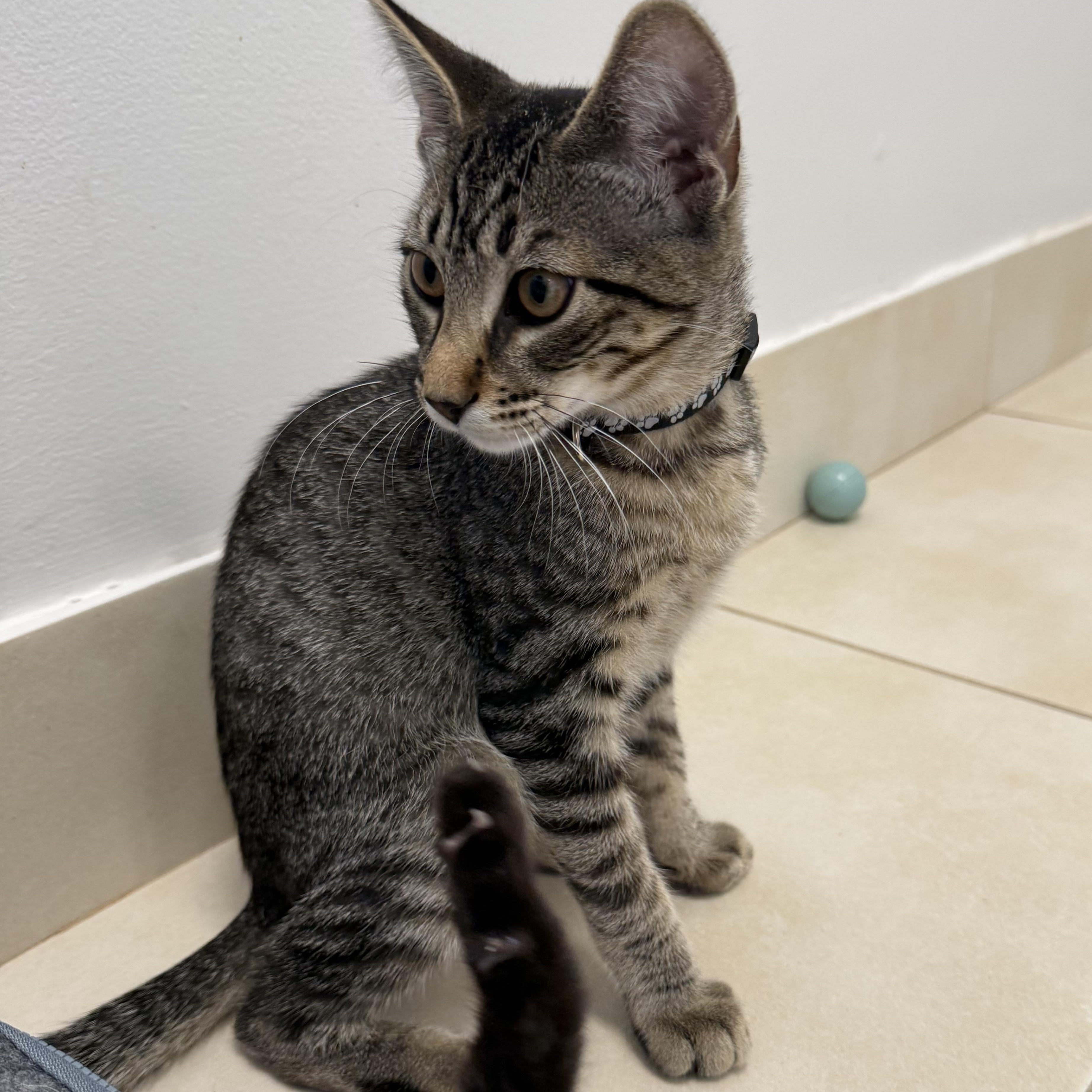 Enlarge Walter, a Adoptable Domestic Short Hair in North Haven, CT image 3/3