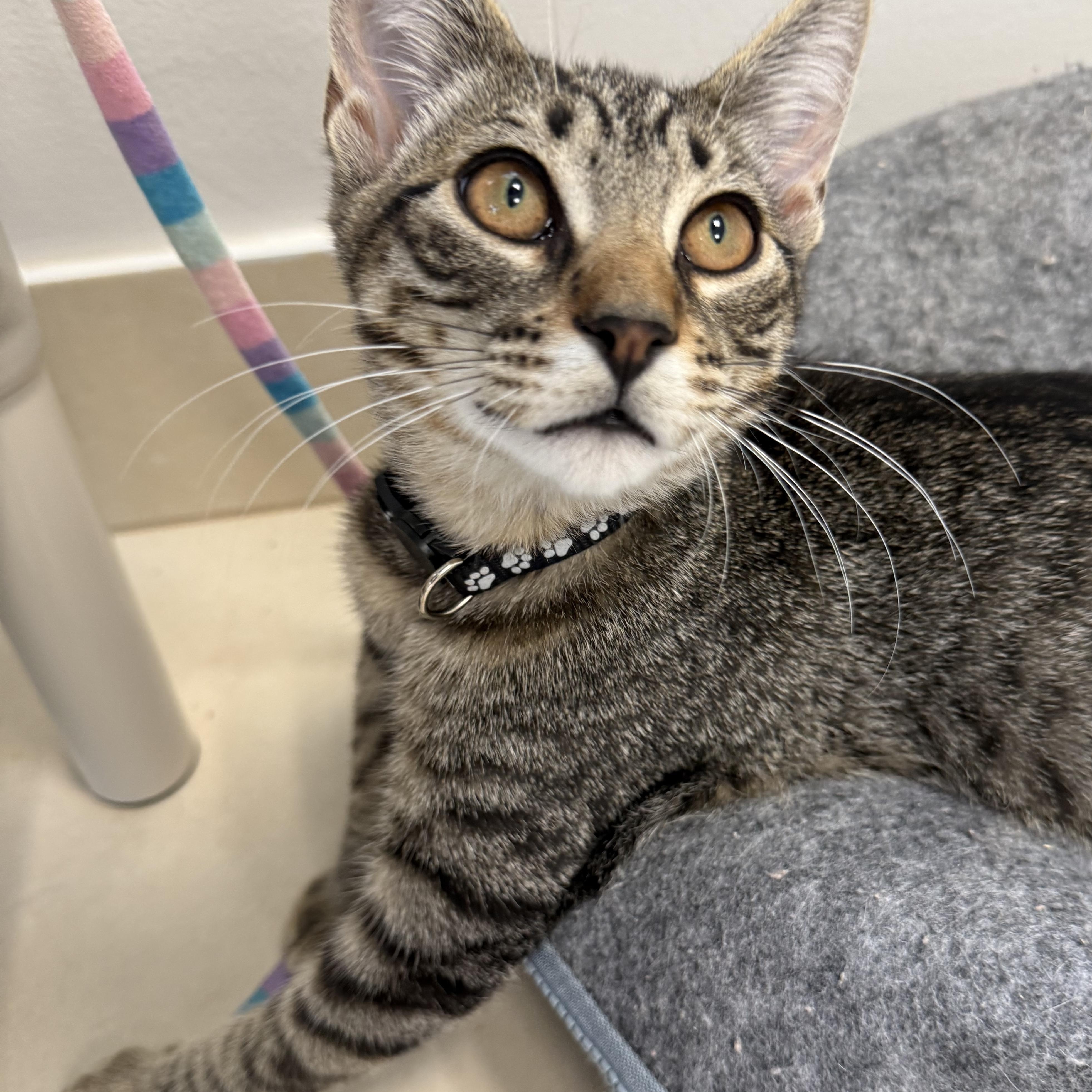 Enlarge Walter, a Adoptable Domestic Short Hair in North Haven, CT image 2/3