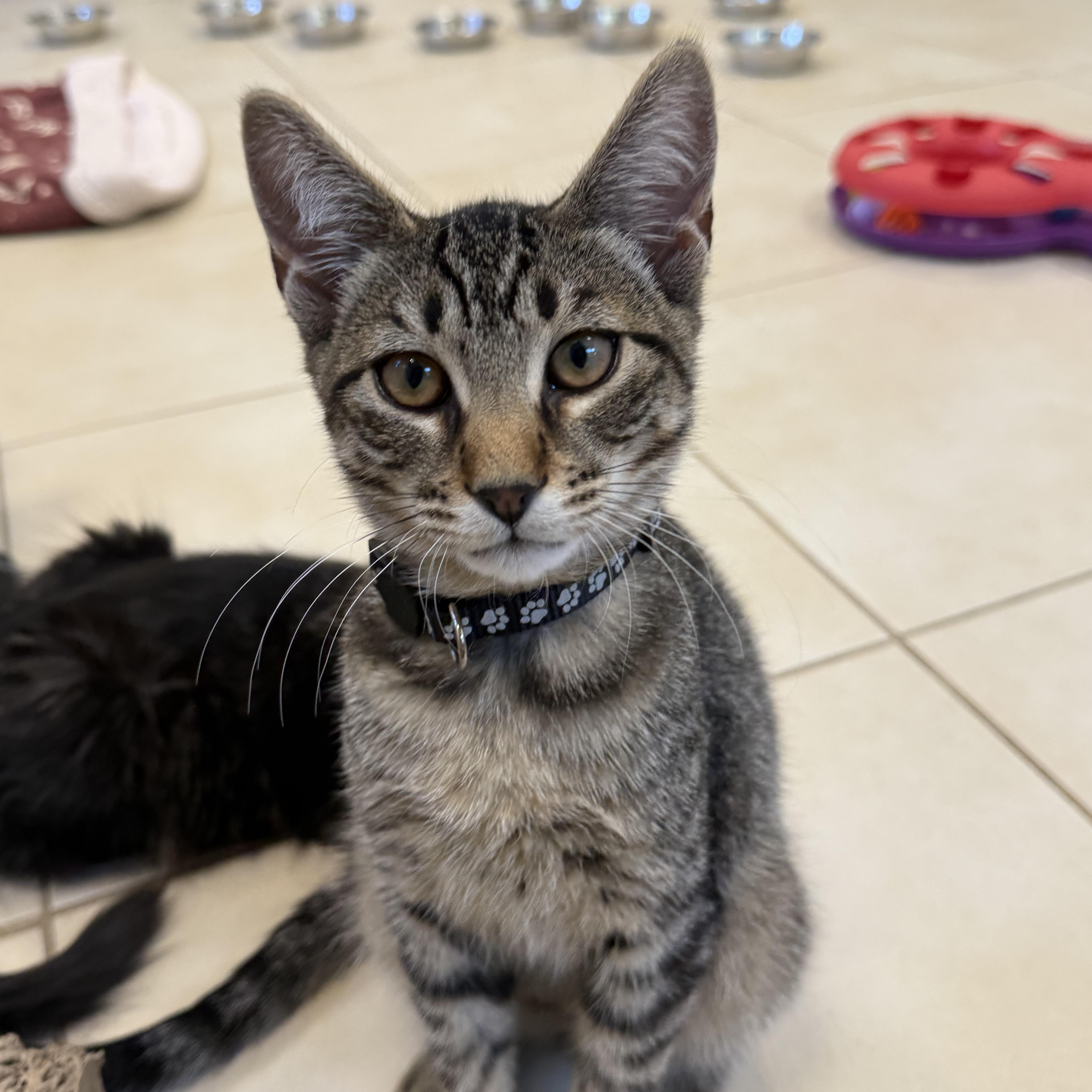 Enlarge Walter, a Adoptable Domestic Short Hair in North Haven, CT image 1/3
