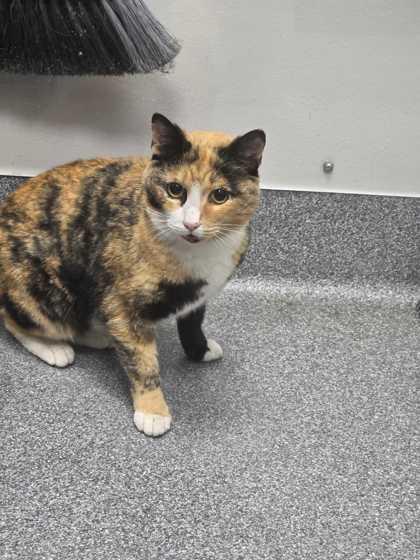 Enlarge Quigley, a Adoptable mixed breed in Sevierville, TN image 1/1