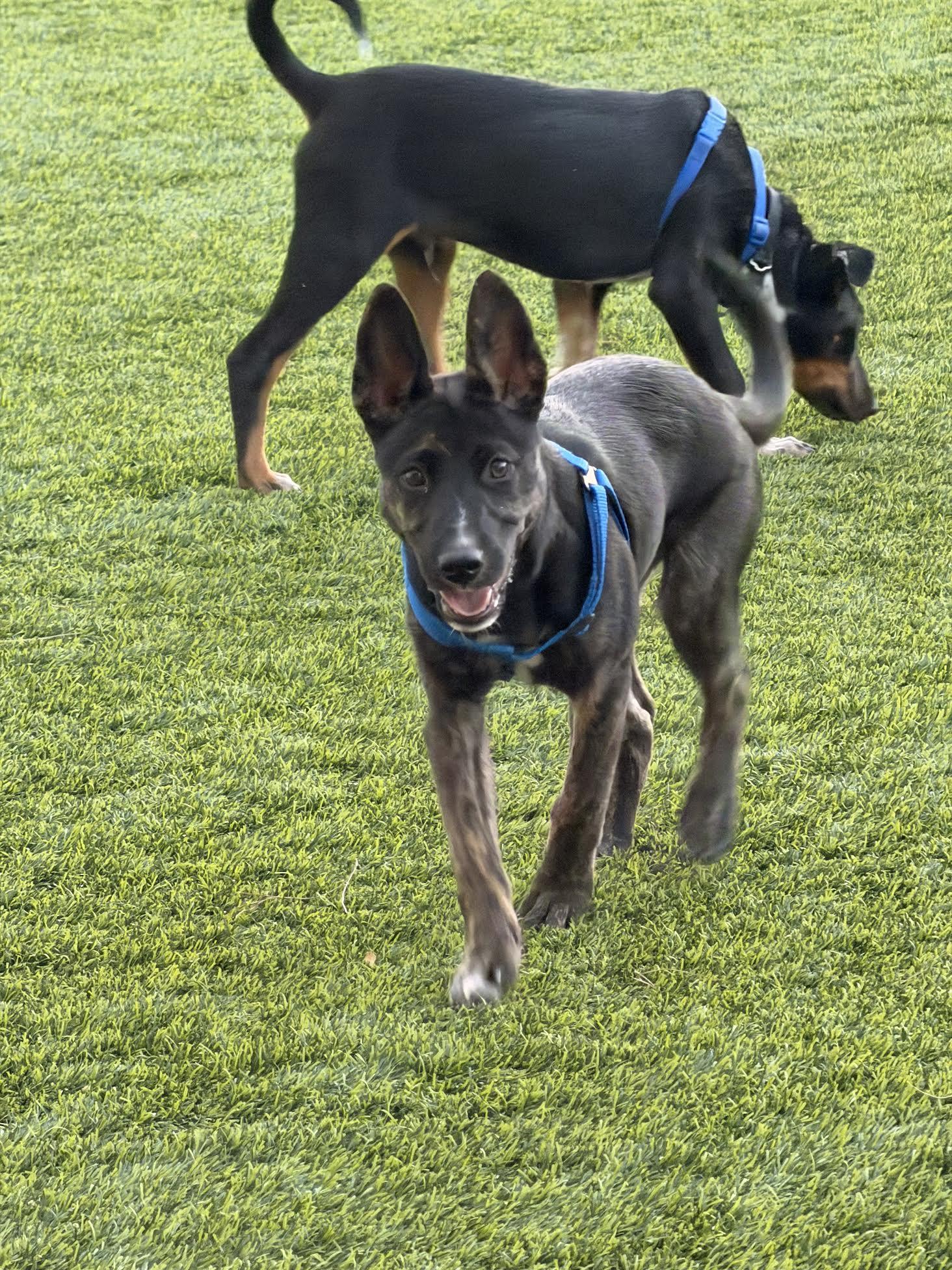 Enlarge Milo, a ADOPTABLE mixed breed in Las Vegas, NV image 2/2