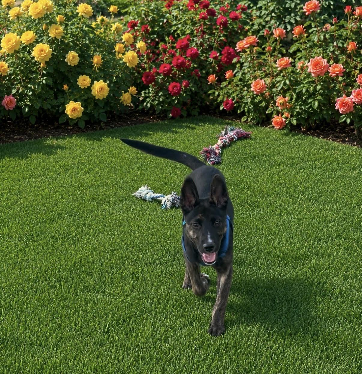Milo, ADOPTABLE, Puppy Female Shepherd.