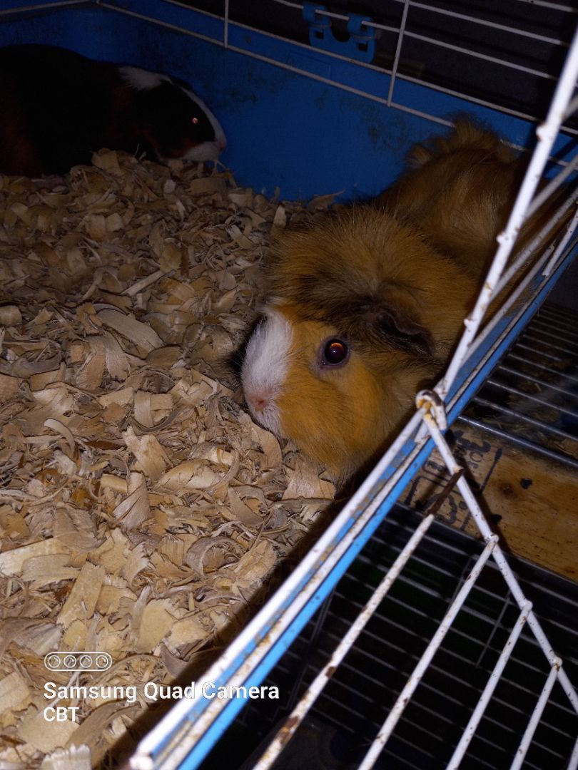 Colleen and Claire, a Adoptable Short-Haired in Dearborn, MO image 3/3