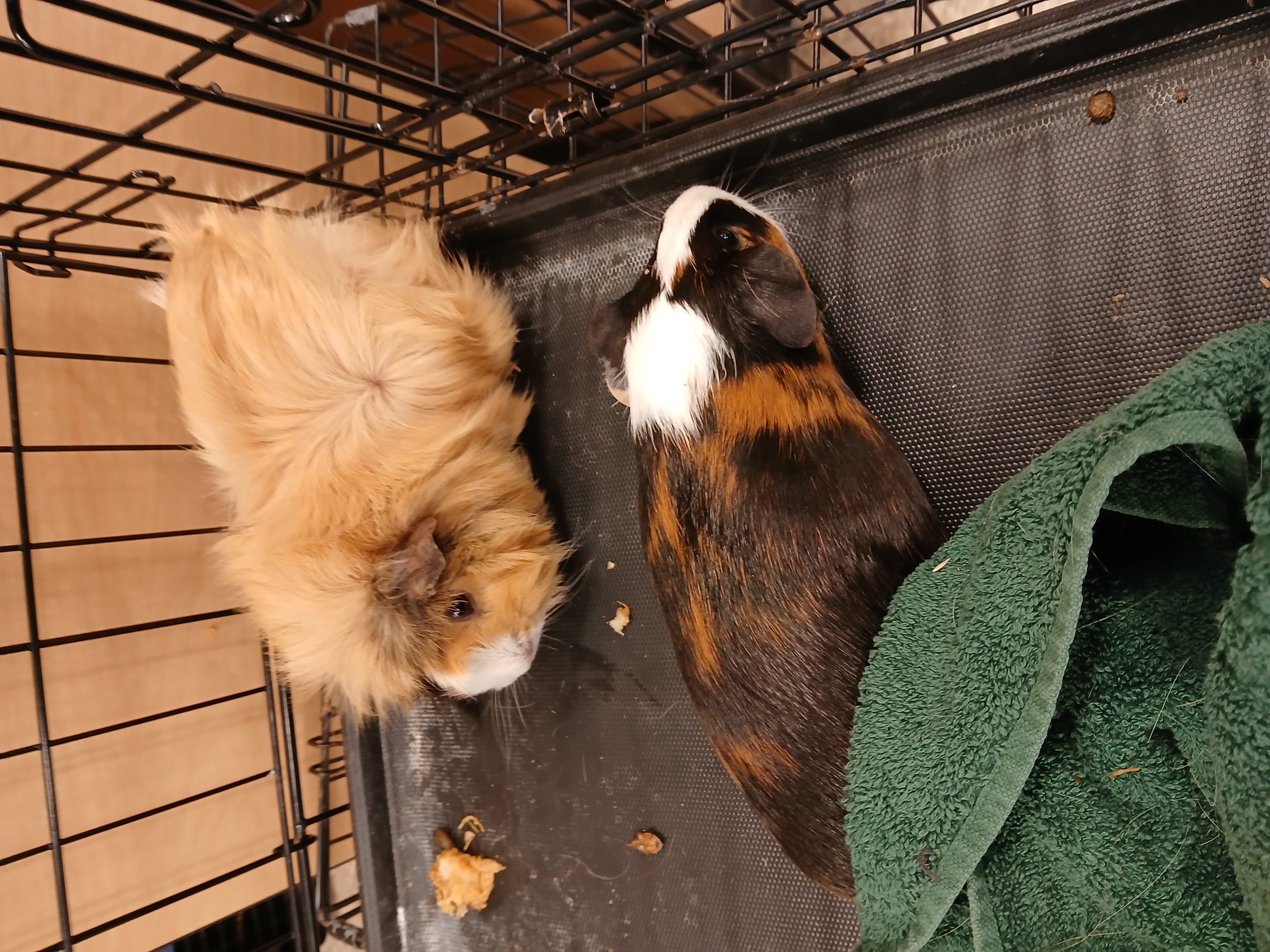 Colleen and Claire, Adoptable, Adult Female Short-Haired.