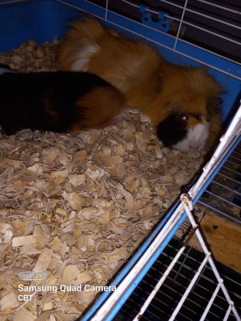 Colleen and Claire, a Adoptable Short-Haired in Dearborn, MO image 2/3