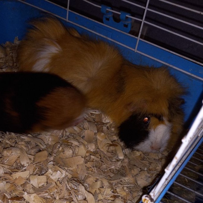 Enlarge Colleen and Claire, a Adoptable Abyssinian in Dearborn, MO image 2/3