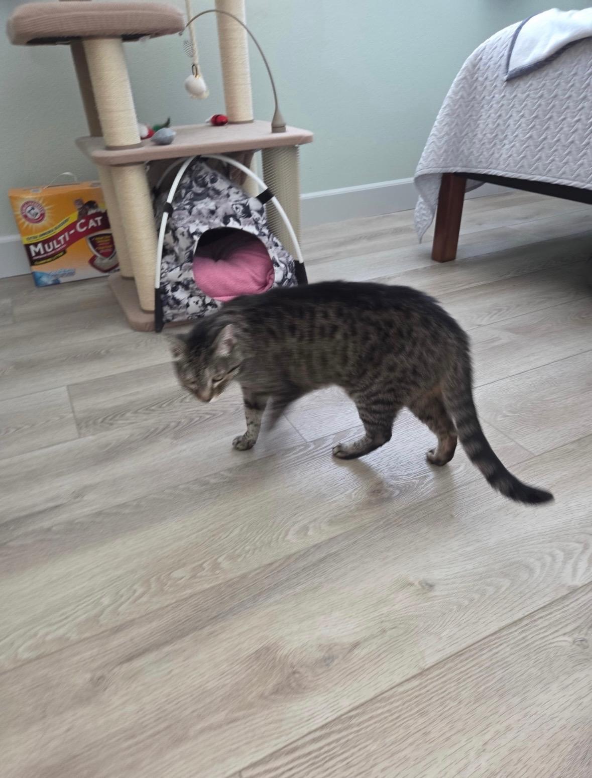 Keiko, Adoptable, Adult Female Tabby.