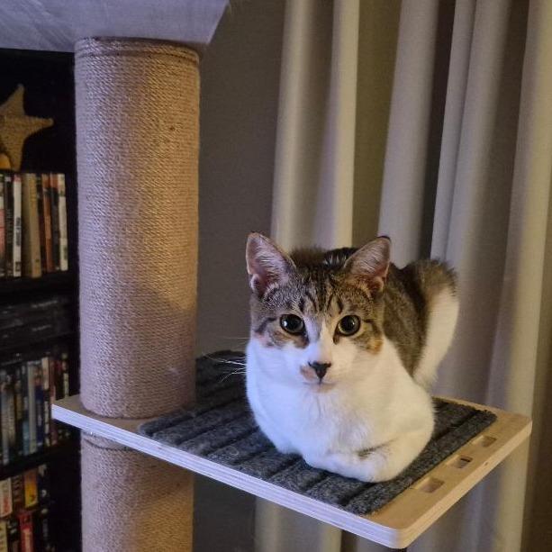 Enlarge Benny, a Adoptable Domestic Short Hair in Durham, NC image 1/6