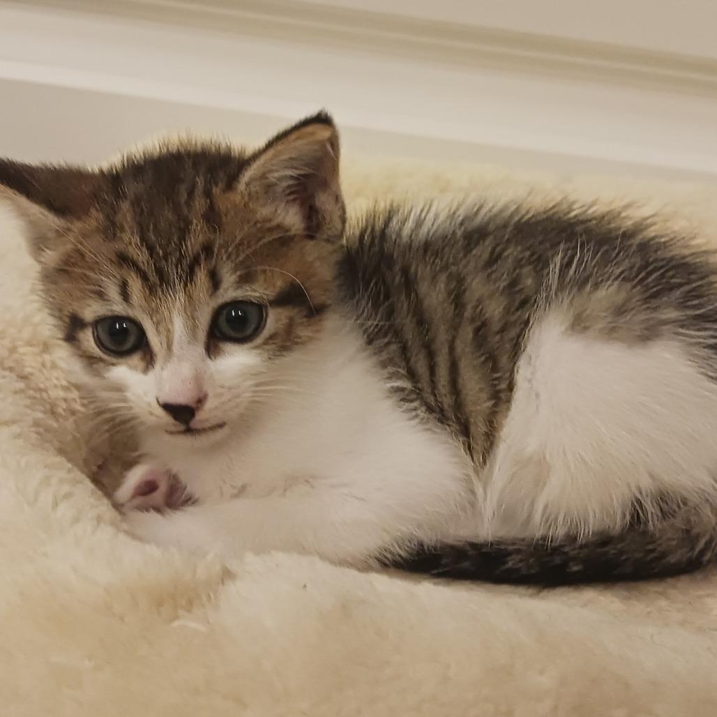 Benny, Adoptable, Kitten Male Domestic Short Hair.